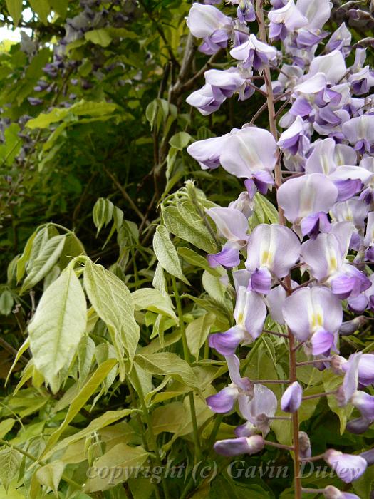 Wisteria, Adelaide Botanic Gardens P1080829.JPG